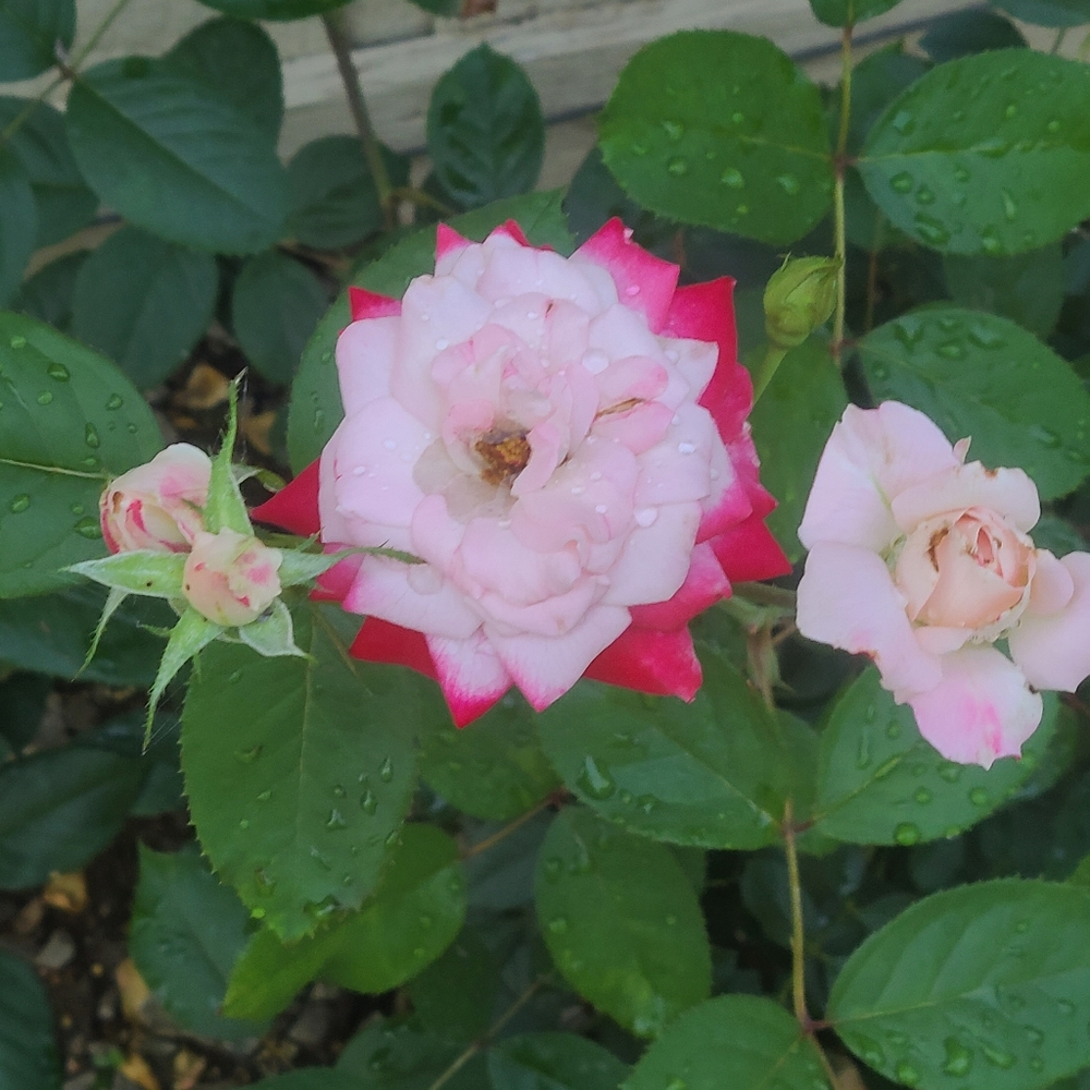 Meet your Posher, Angie